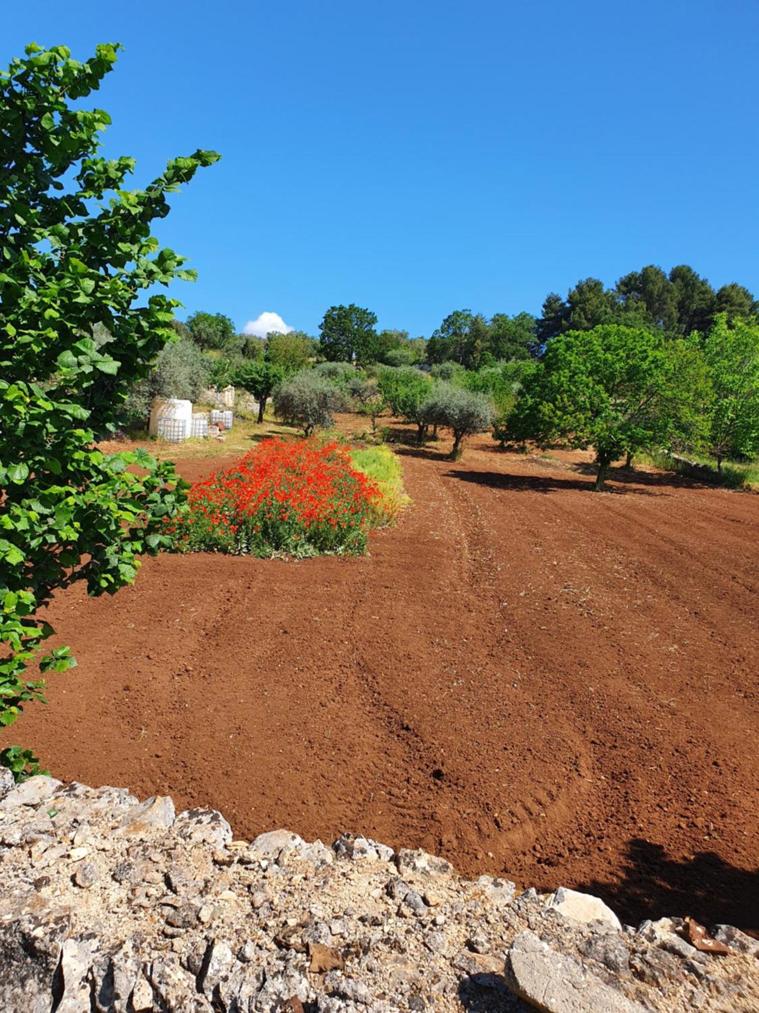 Trullo Vacanze Di Cumma Rosa アルベロベッロ エクステリア 写真
